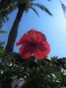 Opale Yoga Retreat Ibiza review 